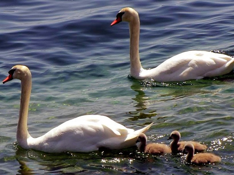 White swans in the Venetian lagoon